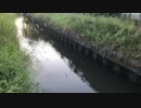 #七原くん 20200816「雷魚夕まずめチャレンジ1時間」2枠目 米無 #七原浩平
