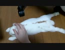 伸びてるうさぎさんを心行くまで撫でまわす