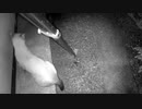 野良猫保護計画　カリカリ音 2020-08-17