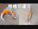 【同じ日に生まれました】同時に産まれたレオパの赤ちゃんの性格が違ってきた