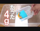 【小さすぎ！】自家繁殖したレオパの赤ちゃんが小さすぎる【ママレオパと大きさ比べ】