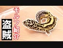 【盗賊の名を持つレオパ】レオパのモルフ『バンディット』を紹介します。