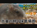 ハムスターが頬袋から餌を吐き出す瞬間の映像。 The moment the hamster spits out food..  #70【ハムスター物語】