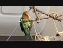 自身のウンチを確認したいインコ