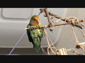 人気の こざくらいんこ 動画 493本 6 ニコニコ動画