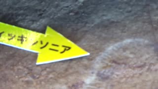 特別展 脊椎動物のたどった道 生命大躍進@大阪市立自然史博物館20160506_高画質