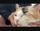 病弱なオス三毛猫、珍妙猫に見守られて平穏に生きる