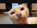 白猫のおうちでごはん