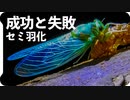 蝉の羽化成功例と失敗例。ミンミンゼミとアブラゼミ+