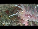 触手動画（SP1）