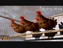 【ぼくなつ】休日!!!木を切り倒す。新たなる道の予感.. #8/15【24歳フリーター】【８月毎日配信】【ぼくのなつやすみ】【レトロゲーム】