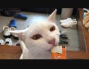 白猫のお気に入りのおやつ