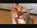 虎猫ご満悦のおやつ