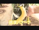 皮まで食べられるバナナ 「越後バナーナ」の試食会 新潟 柏崎