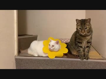 オッドアイの白たぬき、猫のソーシャルディスタンスを学ぶ