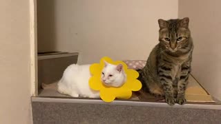 オッドアイの白たぬき、猫のソーシャルディスタンスを学ぶ