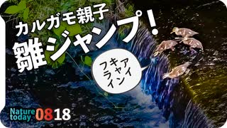 0818【カルガモ親子の段差ジャンプ】スズメ親子が米泥棒とバッタ捕食、大きな蟹！イソシギとハクセキレイの水浴び、など【今日撮り野鳥動画まとめ】身近な生き物語