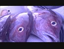 ２０２０年８月１７日　夜の船釣り
