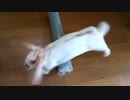 うさぎさんに芸を教え始めました