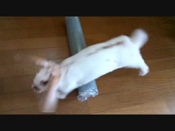 うさぎさんに芸を教え始めました