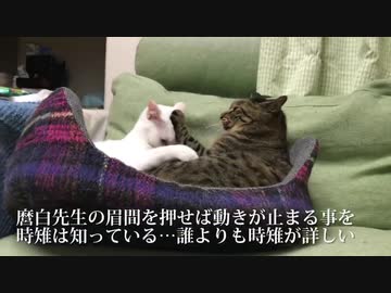 ウチューネコ義兄弟、へたくそ猫レスリング6年目に突入する