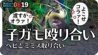 0819【カルガモ親子のミミズ蛇捕食】雛同士で喧嘩、雀集団、カワセミ飛び込み、シジュウカラなど【今日撮り野鳥動画まとめ】身近な生き物語