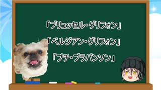 【ゆっくり解説】犬種３５：ブリュッセル・グリフォン、ベルジアン・グリフォン、プチ・ブラバンソン