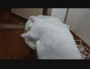拾い猫の子育て20