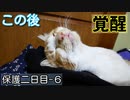 初ミルク与えたら、猫エンジン全開になった【野良猫の保護二日目 ６】