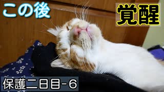 初ミルク与えたら、猫エンジン全開になった【野良猫の保護二日目 ６】