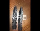 黒折り紙で千羽鶴を作っていく　52日目