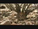 50年間「消失状態」のハネジネズミ、アフリカの角で発見