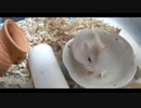 ハムスター飼いました。その100～ぷりんちゃんとお誕生日
