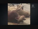 牛さんが大量死