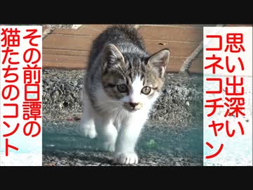 公園の童帝猫、人妻猫を巡ってコントを繰り広げる