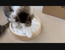 新しく買った時計に猫のメイちゃんがバトルを挑みました！