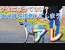 散歩時に犬が吠えてしまうキッカケはアレの使い方にあり