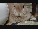 8月21日もバニーの日