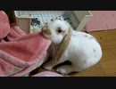 一心不乱に毛布をほりほりしていたらつかれてしまったうさぎさん