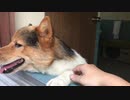 【虐待注意】置き去りにされる犬