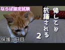 帰りたくなって外に向かって叫ぶ猫【野良猫の保護三日目】