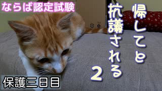 帰りたくなって外に向かって叫ぶ猫【野良猫の保護三日目】