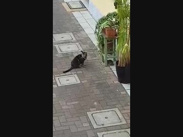 ネズミｖｓネコその５（引き分け？）