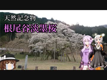 【紲星あかり車載】あかりとバイクと淡墨桜　Vol.6