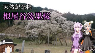 【紲星あかり車載】あかりとバイクと淡墨桜