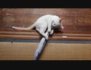 拾い猫の子育て21