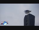岬めぐりにバイクで走る？番外編第一回