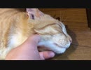 ぐうたらの極み虎猫