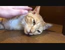 マックスリラックス虎猫