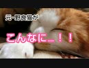 川で困ってる野良猫を助けたら…急激に甘えん坊に！！